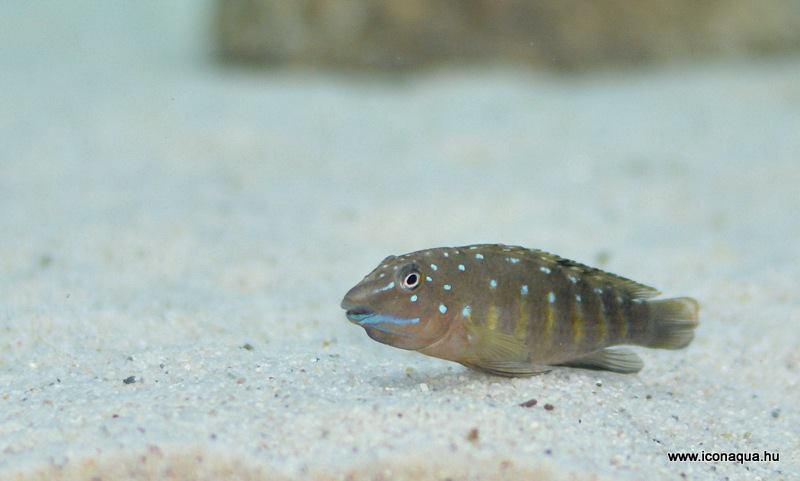 Eretmodus cyanostictus 'Kapampa'